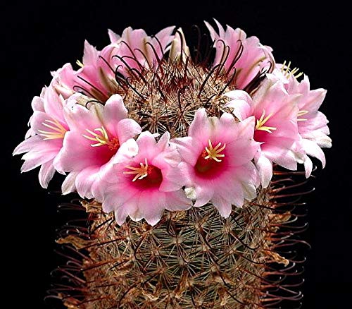 10 Mammillaria Microcarpa Sb147 Cactus Seme Semi rari Piante succulente Seeds:Seeds Only