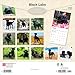 Black Labrador Retrievers | 2026 12 x 24 Inch (Hanging) Monthly Square Wall Calendar | Plastic-Free | BrownTrout | Animals Dog Breeds