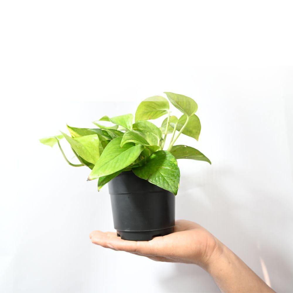 Nayra Money Plant - Green Indoor Plant with Pot -6 Nayra Money Plant - Green Indoor Plant with Pot -6