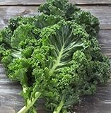 White Russian Kale Seeds for Planting – Plant & Grow Heirloom White Russian Kale in Home Outdoor Vegetable Garden, Brassica Napus – 1 Packet Approx 200 Seeds