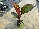 rote bananen kaufen Binnen eines Jahres können Rote Zierbananen 0,5 bis 1,0 m an Höhe zulegen, bis sie im Alter von etwa 6 bis 8 Jahren ihre Blühfähigkeit erreichen und riesige rote Blüten nebst einigen Bund kleiner Bananen präsentieren.