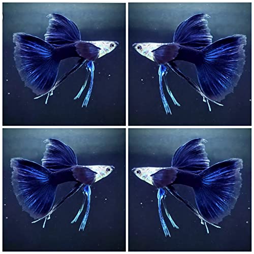 D&A Tropical Half Black Blue Ribbons Fin C Guppies - Live Freshwater Trio (1 Male, 2 Female) for Aquarium