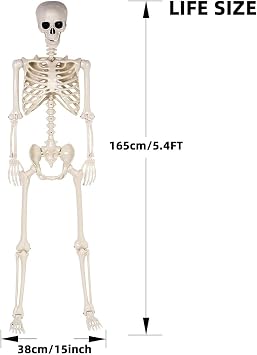 5.4 ft Halloween Skeleton - 165cm Life Size Human Skeleton with Full Body Posable Joints - Spooky Scary Plastic Skeleton for Outdoor Halloween Decoration, Party Decor, Haunted House Props