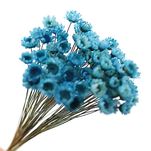 TAODAN 90 tallos Flores secas naturales azul real miniatura 4