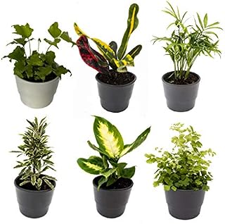 6 Indoor House Plants in 9cm Pots, Mix of Real Plants for Indoors. Ideal Live Plants for Your Home to Grow in Your bedrooms, bathrooms, Kitchens and Living Rooms. from Newlands
