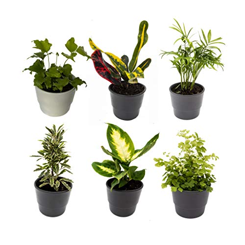6 Indoor House Plants in 9cm Pots, Mix of Real Plants for Indoors. Ideal Live Plants for Your Home to Grow in Your bedrooms, bathrooms, Kitchens and Living Rooms. from Newlands
