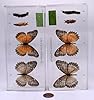 Lifecycle of a Butterfly in 6.3" Crystal Clear Lucite Resin Paperweight Block Preserved Real Lacewing Cethosia Biblis Drury Taxidermy Crafts Collection Biology Science Education Display Supplies #2