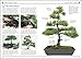101 Essential Tips Bonsai: Breaks Down the Subject into 101 Easy-to-Grasp Tips