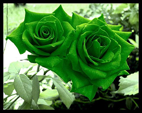 Fresh 100 Pcs MUL-Color Rose Flower Seeds for Planting Green