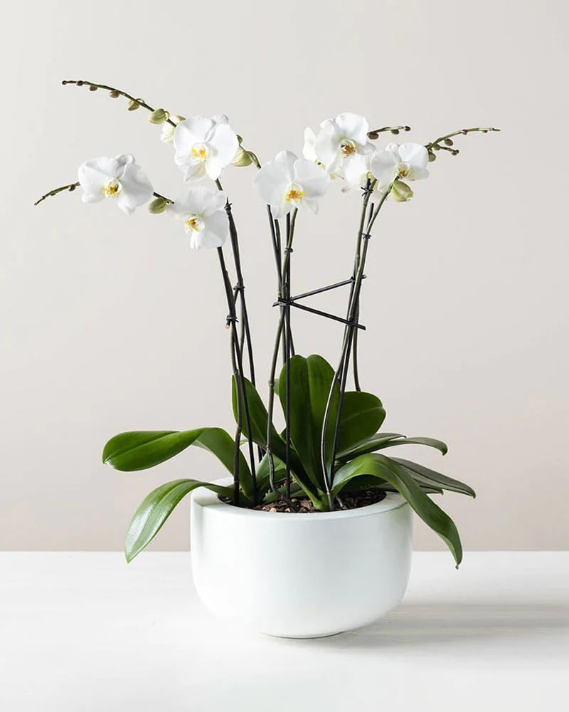 Phalaenopsis orchid live plant white,live plant for Phalaenopsis orchid white,Orchid plant (Pack of 1) (B0CPYGN96Q) Amazon Price History, Amazon Price Tracker