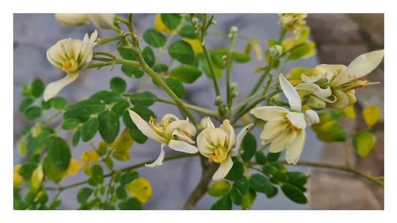 alocasia odora variegata yellow 4” Alocasia Odora Yellow Variegated – Plant Goals