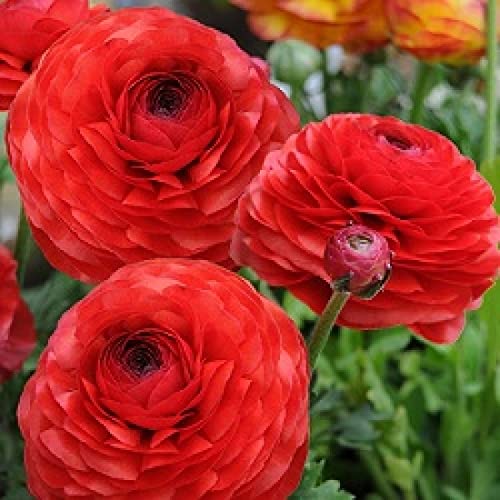 Ranunculus | Elegant Flower Bulb | for All Season | By Plantogallery® (Pack of 2 Bulbs(Red)) (B09K7VSQ8H) Amazon Price History, Amazon Price Tracker