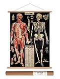 Cavallini Papers Anatomy Vintage Style Decorative Poster & Hanger Kit, 20