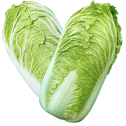 Rotyroya 500 Unids Deliciosas Semillas de Col China, Planta de Huerto Vegetal Nutritivo Semillas de col china