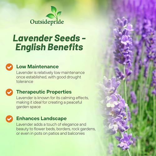 image for Outsidepride English Lavender Seeds - 5000 Pcs Perennial, Drought-Tole