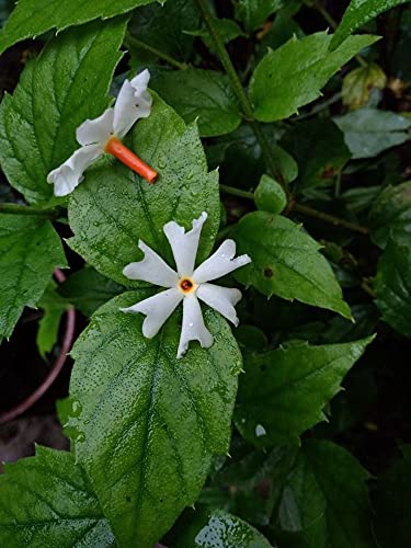 HN Organics Harsingar | Parijat Plant | Night Flowering Jasmine Plant with Pot for Outdoor Garden (B097Z2GWX7) Amazon Price History, Amazon Price Tracker