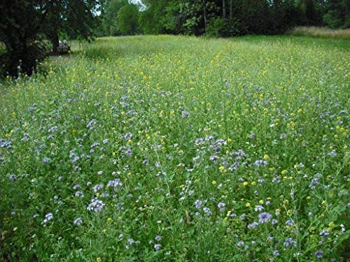 10x 30gr. Bienenweide Nektar & Pollen Blühmischung Blumenmischung Blumenwiese von BLÜHKING – Bild 6