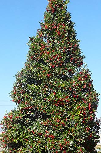 Foster #2 Holly Tree