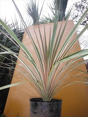 トーベイダズラー コルジニネ 大株 引き取り限定 楽天市場】コルジリネ