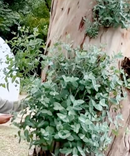 120 Silver Dollar Gum Seeds Eucalyptus polyanthemos Red...