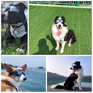 Dog Sunglasses Dog Snow Glasses for Medium Large Breed Dog Goggles Glass Sun Protection Windproof Waterproof Dustproof Pet Eyewear with Adjustable Strap  Cucciolini Doodles Dog sunglasses dog snow glasses for medium large breed dog goggles glass sun protection windproof waterproof dustproof pet eyewear with adjustable strap   cucciolini doodles