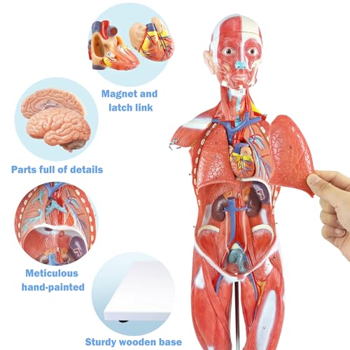 Image of Human Muscle and Organ Model, 27-Part Half Life-Size Human Body Muscle Model Muscular Figure with Removable Organs and Muscle Anatomy for Medical Educational Training,ncludes Detailed Full Color