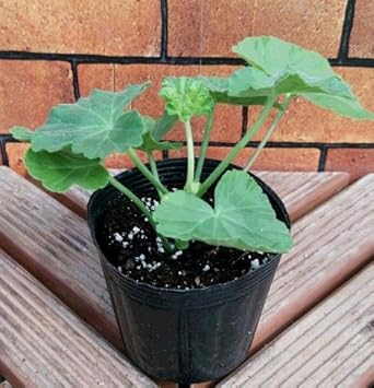 Amazon 宿根草 栄養系 ゼラニウム ゼラニューム バラ咲き ガーネット １株 今までにない美しさ 花