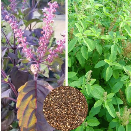 Image of Rama & Shyama Tulsi Plant Seeds (Pack of 2) - Ayurvedic Holy Basil Seeds| High Germination Seeds for Home Garden, Indoor Outdoor & Pooja Use 200 Seeds