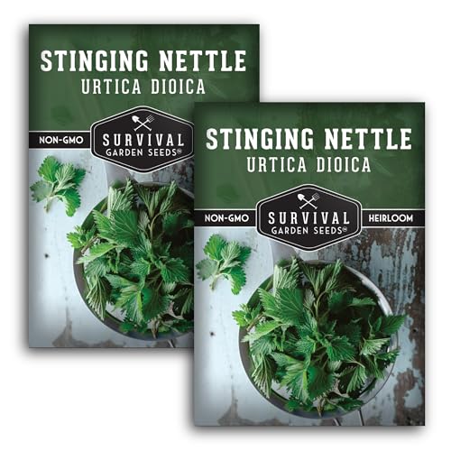 Stinging Nettle Seeds for Planting - Urtica Dioica Medicinal Herb & Edible Perennial - Common Nettle for Tea Cooking & Wellness - Heirloom Non-GMO - Survival Garden Seeds (2 Packs)