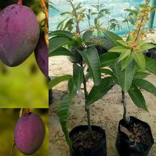 Image of Thai All Time Mango Plant Grafted (Height 2-2.5 Feet) Fruit After 6 Month All Season Mango Plant Hybrid Thailand Baramasi Mango Tree Live Fruit Plant For Home Garden