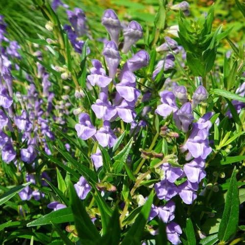 Plant World Seeds - Scutellaria Baicalensis Seeds (Perennial Flower Seeds)