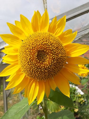 Roselyn Seeds Tall Single Sunflower - Easy to Grow Giant Annual - 5g (Approx. 60 Seeds) - for Bees Birds & Wildlife Gardens
