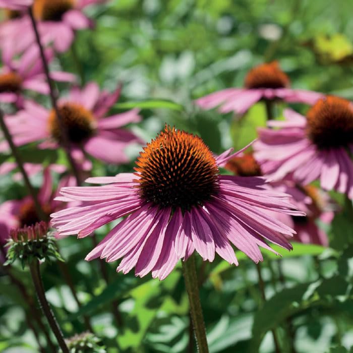 グラス ススキ根付き鉢植え 4cb4b97b1bcc65af49e69ebdc88723