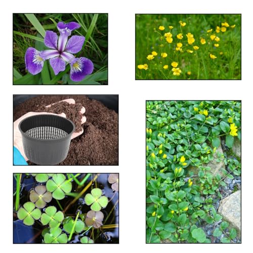 Lincolnshire Pond Plants Ltd - XS Pack Versicolor Blue Flag- 3 Marginal Plants & 1 Oxygenating Plant...