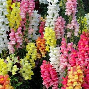 GPPX Snapdragon Snaptastic Mix 100 Seeds