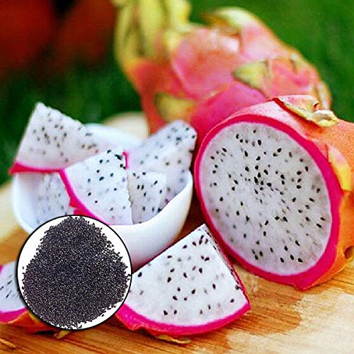Egrow 50 Pcs/Pack Pitaya Seeds Red White Dragon Fruit Tree Seed for Outdoor Courtyard Plants - Red