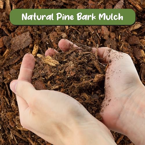 Soil Sunrise 100% Natural Pine Bark Mulch Nuggets (12 Quarts) Small Chips for Indoor/Outdoor Container Gardening, Ideal for Soil Supplement, Houseplant Topper, and Terrariums