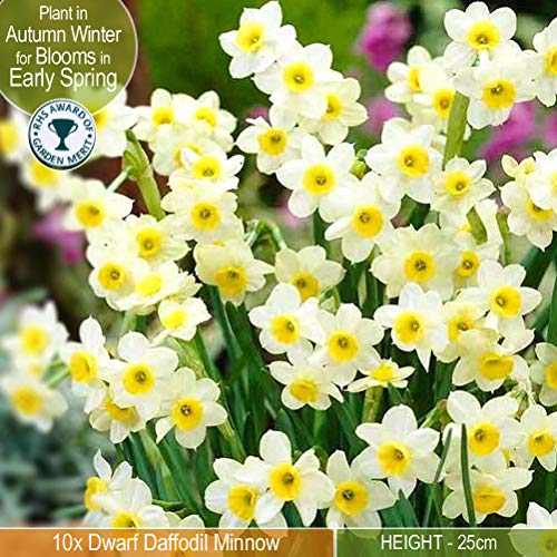 10 x Dwarf Daffodil Minnow- Charming Fragrant Multi Headed Variety- for a Beautiful Spring Garden