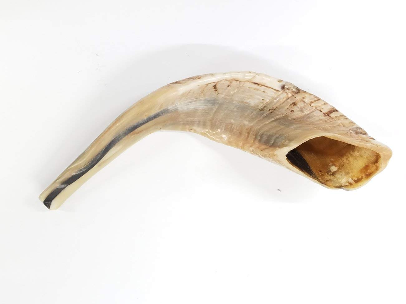Traditioneller Ramhorn-Schofar aus Israel, 25,4 - 30,5 cm. LION OF JUDAH MARKET