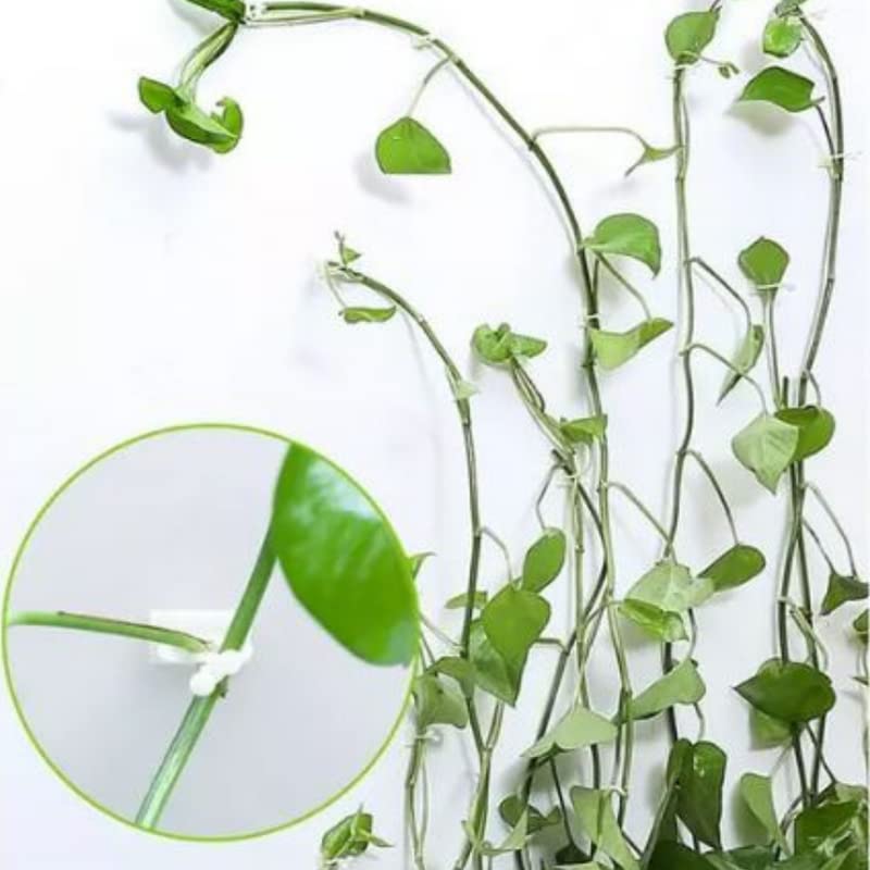Beeya Gardening® 30 Pcs Plant Wall Climbing Fixing Clips, | Plant Support Garden Clip, 30 Pieces Durable Fiber Wire Holding Set (Green Color) Easy to Set (B0BPN394XH) Amazon Price History, Amazon Price Tracker