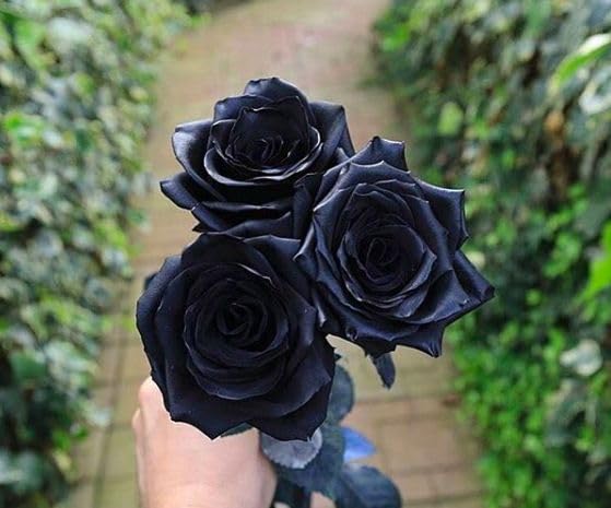 BeGrin Black Rose Grafted Plant Rosa Golap Rubiginosa Deri Rose Live Flower 1 Healthy Live Plant (Without Pot) Size 1-2 ft (B0DDY7LSFH) Amazon Price History, Amazon Price Tracker