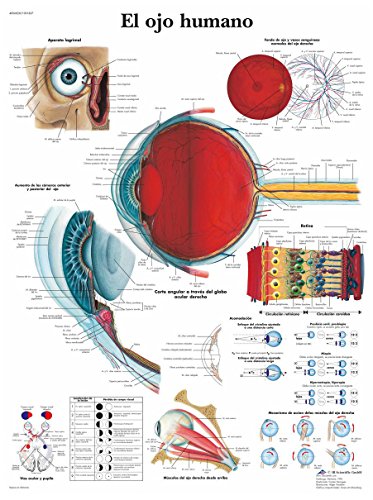 3B Scientific VR3226UU Impreso En Papel, el Ojo Humano