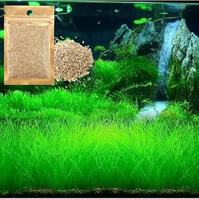 Freshwater Aquarium Decor, Easy Growing Dwarf Carpet for Fish Tank/Terrarium, Natural Aquatic Plant Growth Material – 1 Pack (Short Hair)