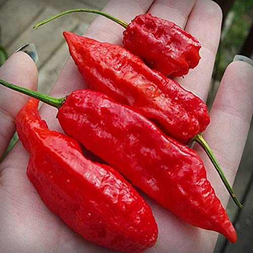 Golden Hills Farm hybrid Rare Hybrid Bhut Jolokia Chili Pepper (Ghost Chilli) 40+ seeds (B093DRHCC4) Amazon Price History, Amazon Price Tracker