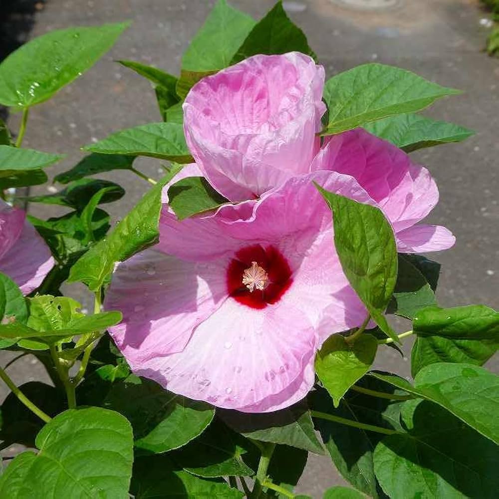 アメリカフヨウ　苗木　6本　まとめ売り 楽天市場】【送料無料】花木苗 アメリカフヨウの苗 花色見計らい