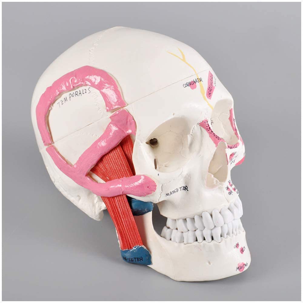 GTHTUHFD Life Size Human Skull Model - Human Skull Model - - Dental Muscle Display Model - Pvc Human Anatomy Head Skeleton Model - For Teaching Studying