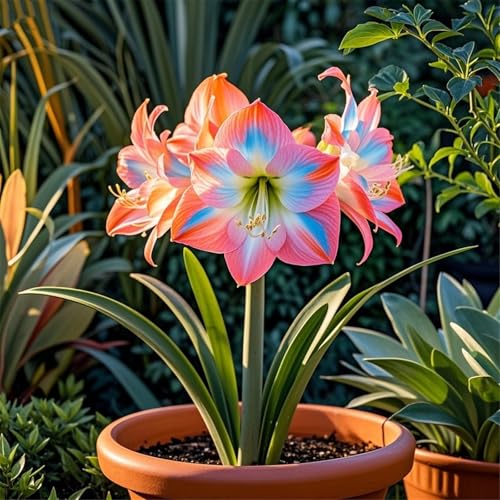 Amaryllis selezionata bulbi/perenne,resistenti,adatte per la decorazione di giardini e balconi/belle/adatte come regali per le feste-1Rizomi-G