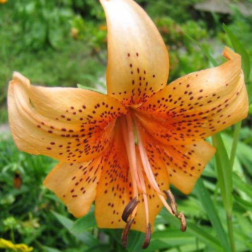 Plant World Seeds - Lilium Henryi Seeds (Perennial Flower Seeds)
