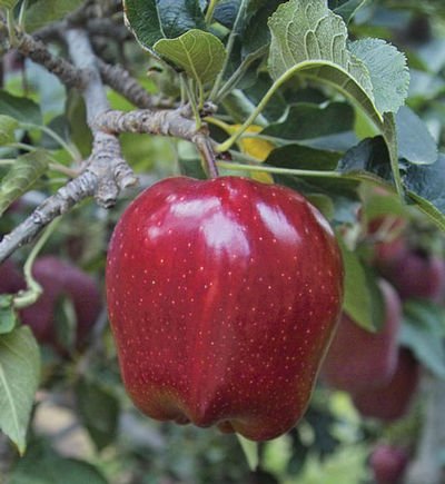 See full amazon price history chart for Syed garden Red Apple seed (50 seed pack) Syed garden Red Apple seed (50 seed pack) (B07R6JCZXJ) Amazon Price History, Amazon Price Tracker