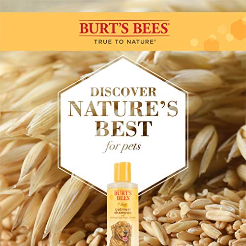 Burt's Bees for Dogs Natural Oatmeal Shampoo with Colloidal Oat Flour and Honey| Oatmeal Dog Shampoo, 4 Ounce Dog… - Image 5